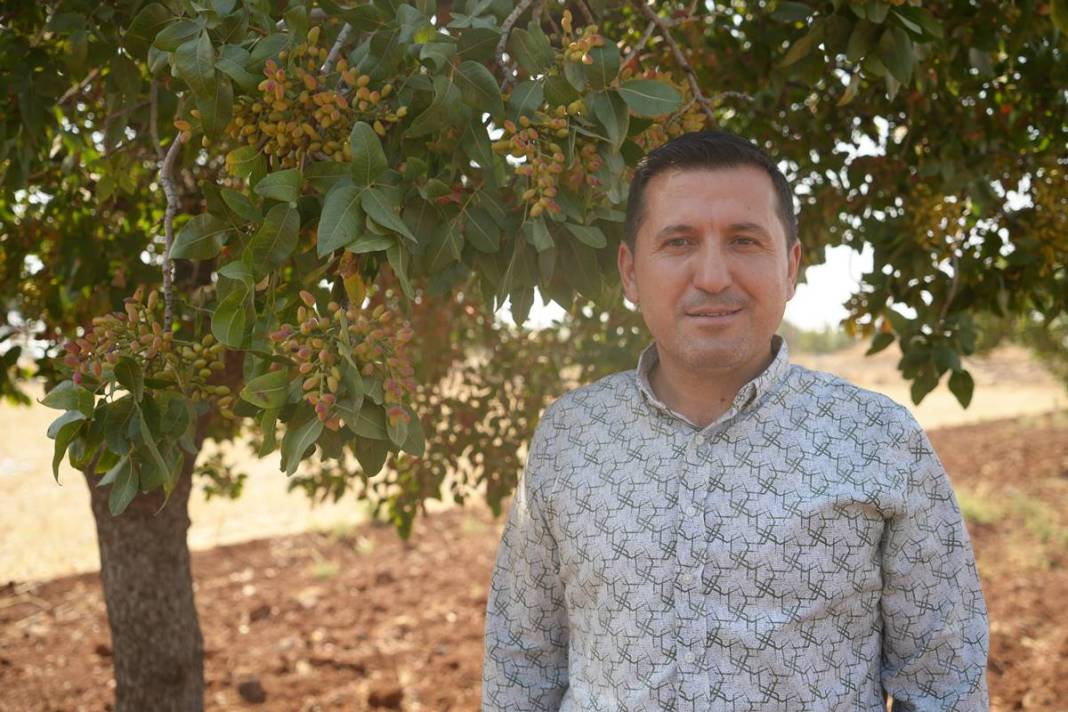 O kentten yeşil altın fışkırıyor: Bu yıl hasat bol! Fiyatına rağmen kapış kapış satılıyor 9